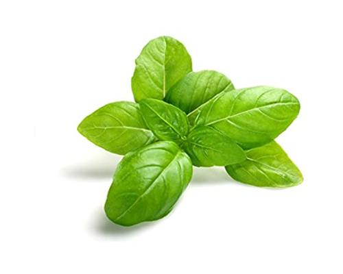 Green Basil